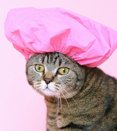 22 Best Cat Shampoo & Conditioner on Amazon
