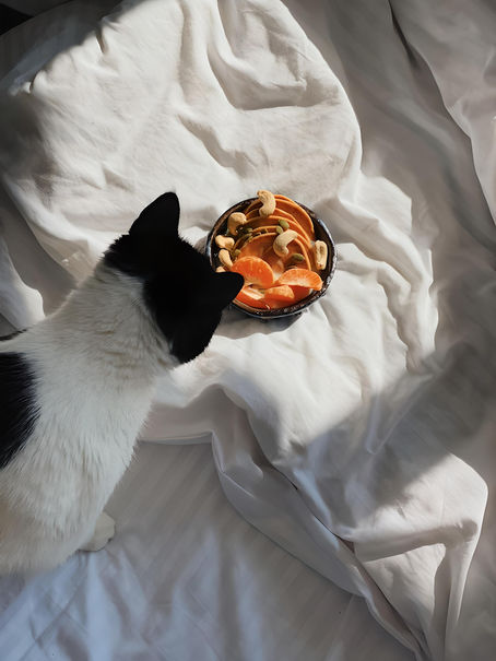 12 Best Cat Supplements and Multivitamins Recommended for Indoor Cats