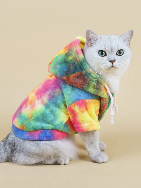 12 Cutest and Stylish Winter Outfits for Cats This Winter