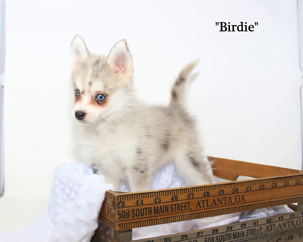Birdie $3500