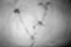 Habidis_J0601