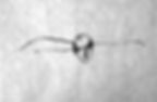 Habidis_J0617