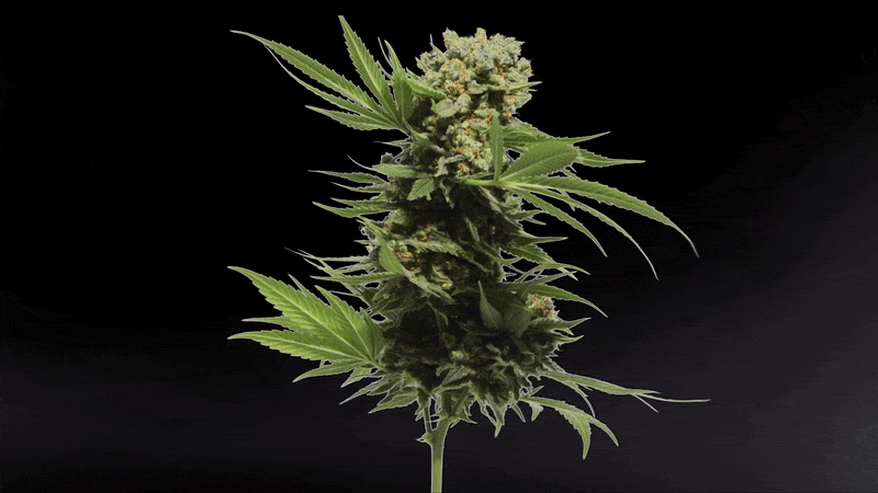 Bud 360.gif