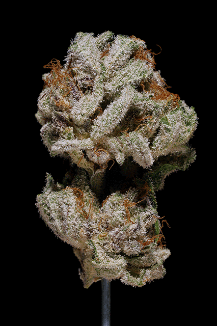 Nug slower gif.gif