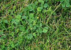 weds in lawn.jpeg