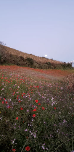 WhatsApp Image 2020-10-05 at 8.41.41 PM.