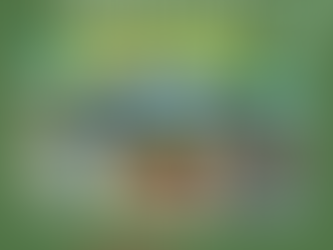 I piantini per il tuo ORTO