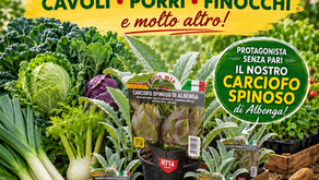 Orticole invernali, orto, carciofi, cavoli, porri, finocchi