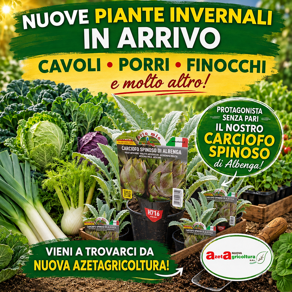 Orticole invernali, orto, carciofi, cavoli, porri, finocchi