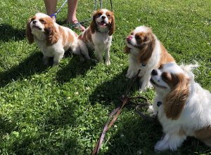 Cavs, CKCS, Cavalier Spaniels