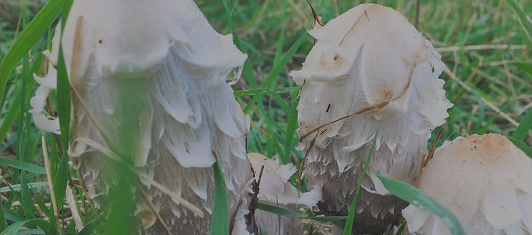 Mushrooms_edited.jpg