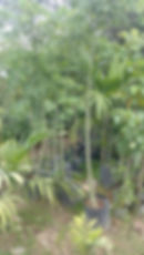 Ceiba Yaaxché (Ceiba pentandra)