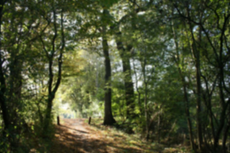 Forest Trail_edited_edited.jpg