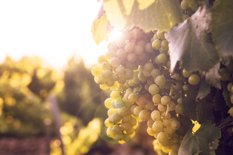 Jeune grappe de raisin noir