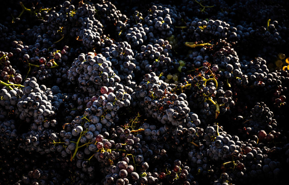  Tri des raisins, vendanges, Châteauneuf-du-Pape, vin rouge