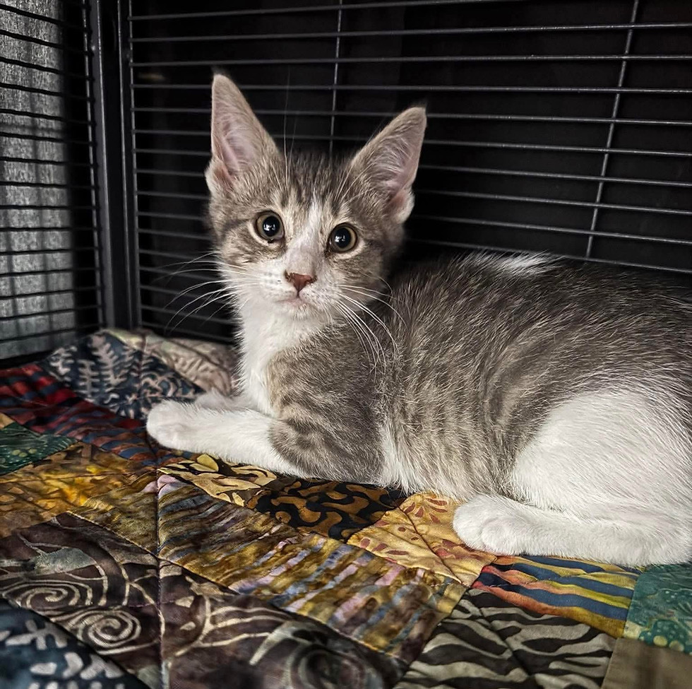 Grey and white kitten resting on a colorful quilt
