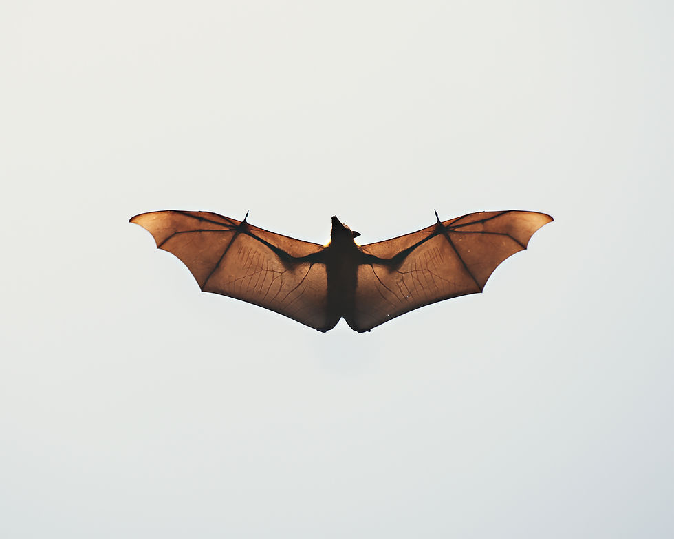 Thumbnail: Bat