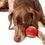 Thumbnail: Midlee Candy Cane Christmas Dog Tennis Balls 2.5" with Squeakers