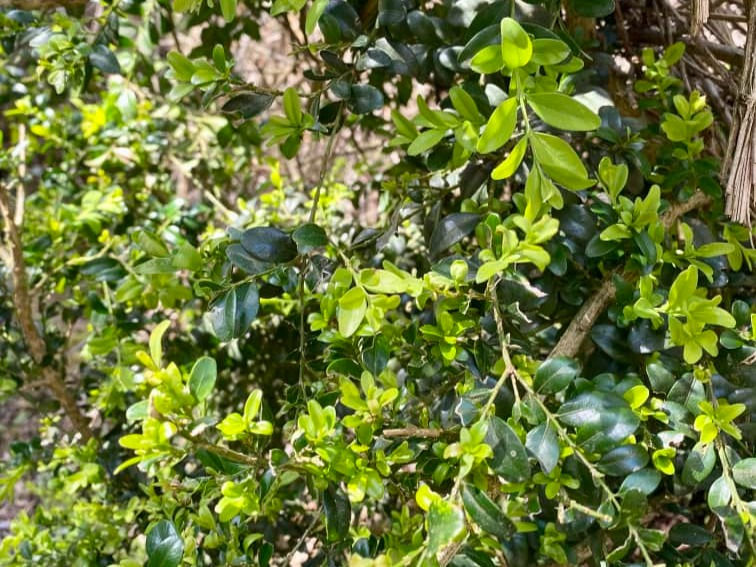 Box tree at Box Hill