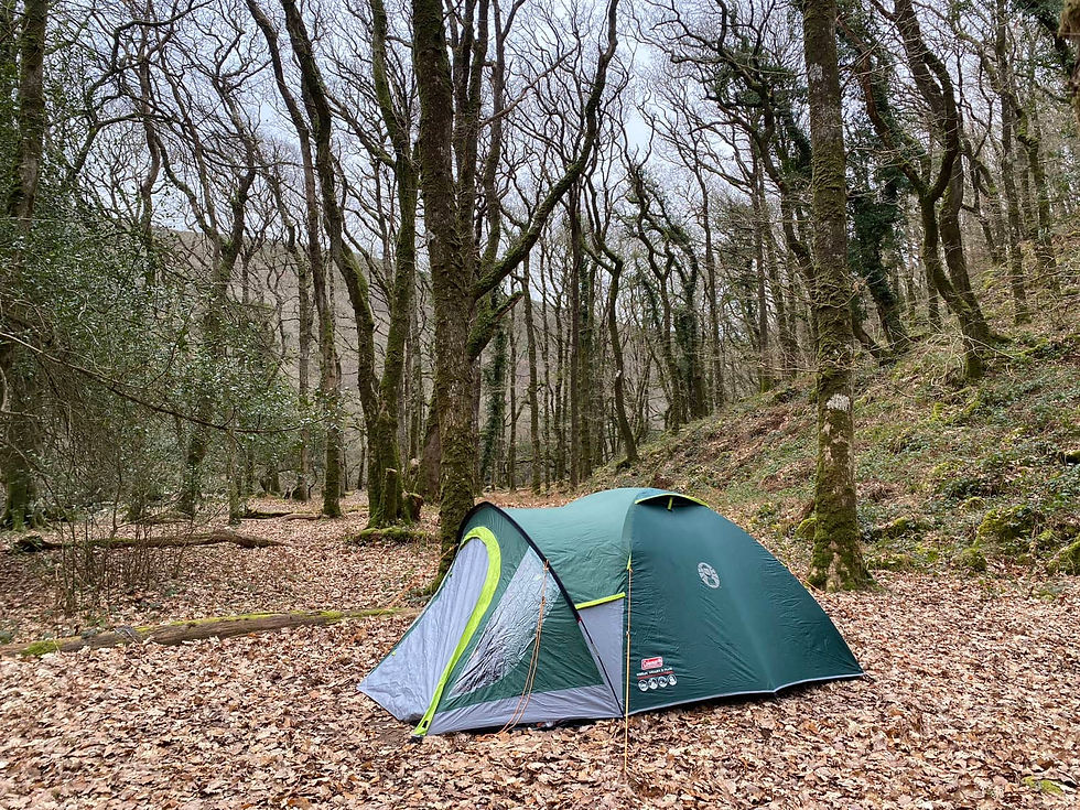 Wild camping in forest in England countryside