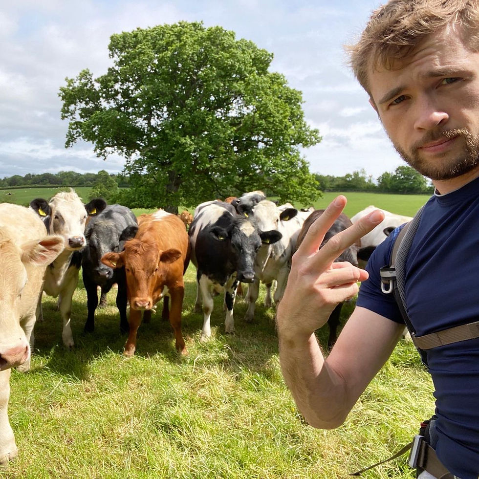 Cows in field in Devon on Two Moors Way - Man About Country