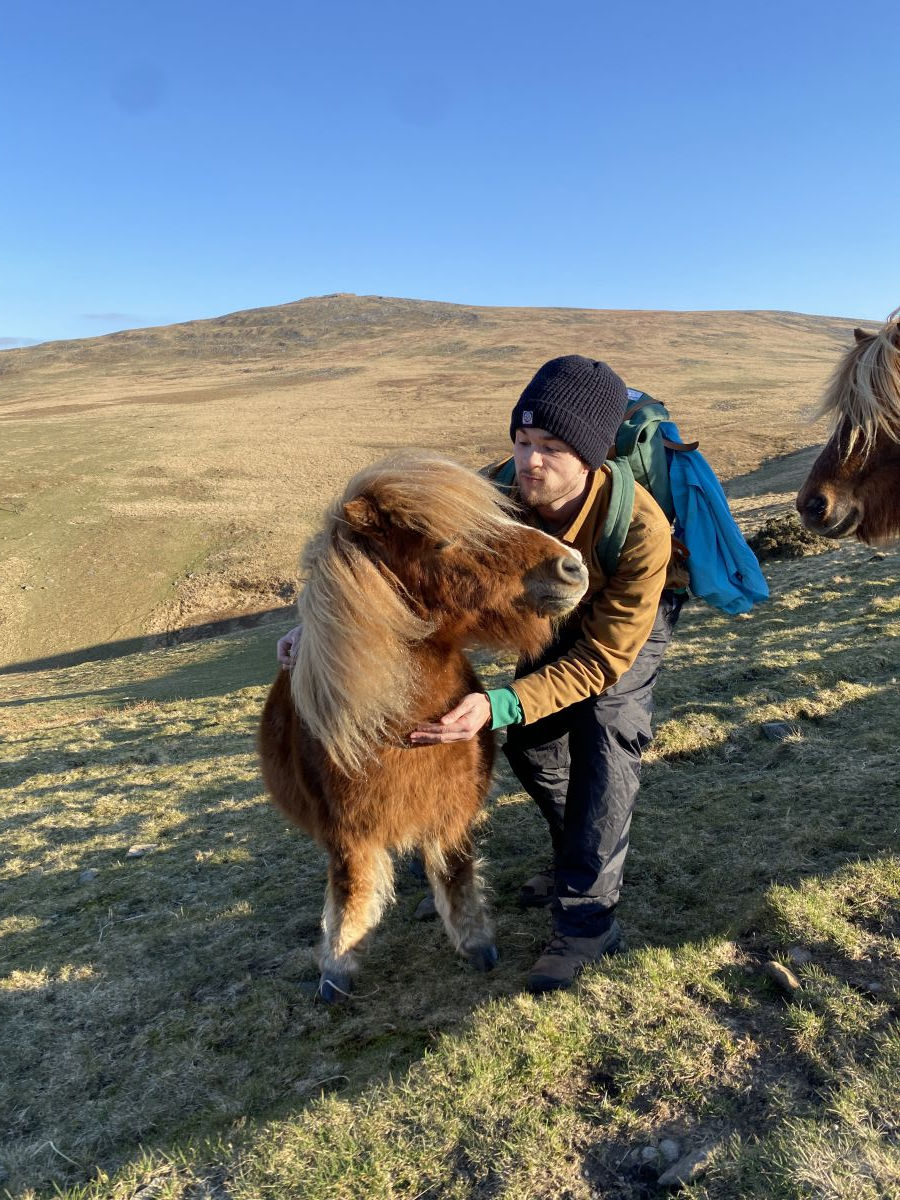 Talking to a Dartmoor pony