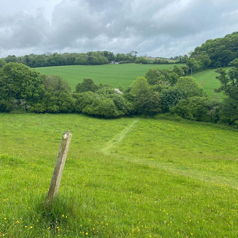 Footpath route sign in meadow