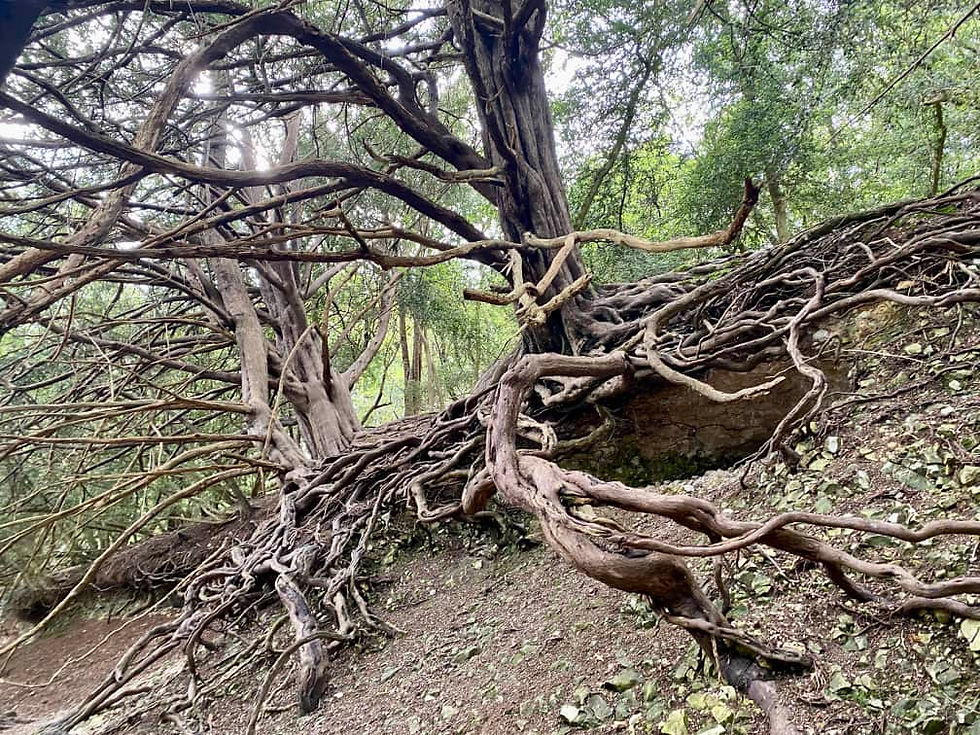Yew tree with walking roots at Box Hill