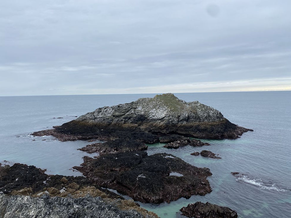 Seals on The Chick