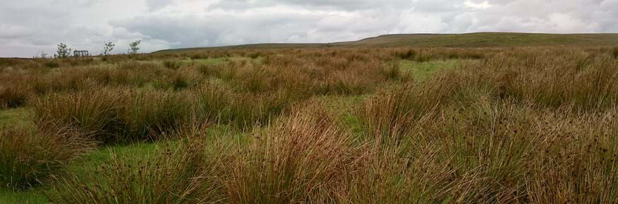 Tussocks & rushes