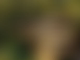 2026 Project Update – Bella Bond Foundation ✨ 🌿