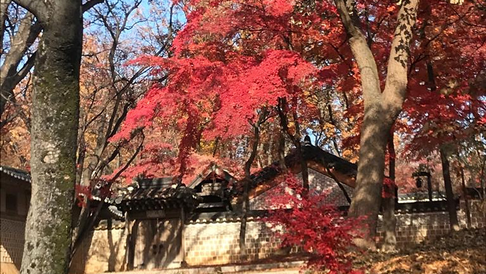 Secret Garden Tour (Changdeokgung Palace)