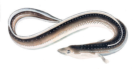 eel.jpeg