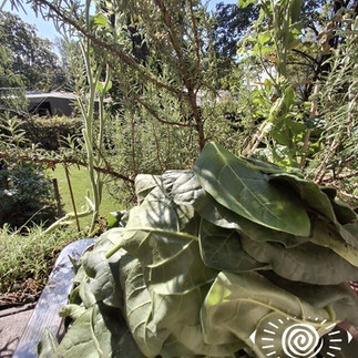 Ernte von Mapacho in der Energie von Lughnasadh 2024