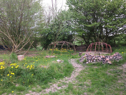 Medizin des Himmels & der Erde: der Fliegenpilz