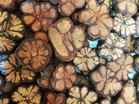 Eine Reise in die Tiefe des Seins: Meine erste Begegnung mit dem Spirit von Ayahuasca