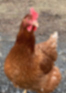 A red ranger chicken