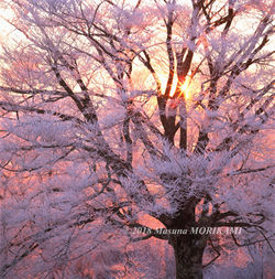 23 陽光の恵み/長野県根羽村/2006.12.3 6:45