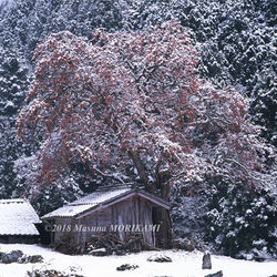 22 雪持ちの柿/長野県根羽村/2005.12.4 15:00