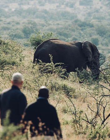 elephant in the bush.jpg