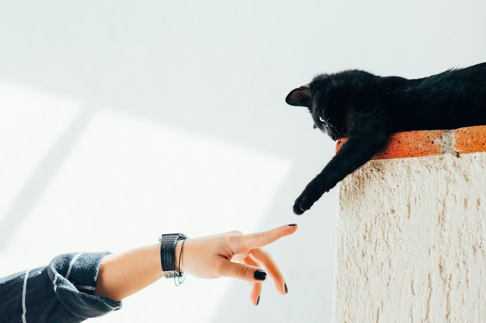 Woman and cat joining hands - Credit to Humberto Arellano on UnSplash