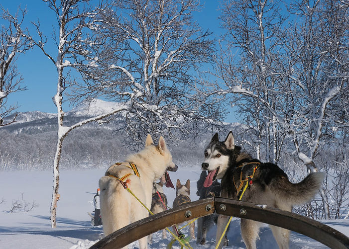 Dog sledding (5)_edited.jpg
