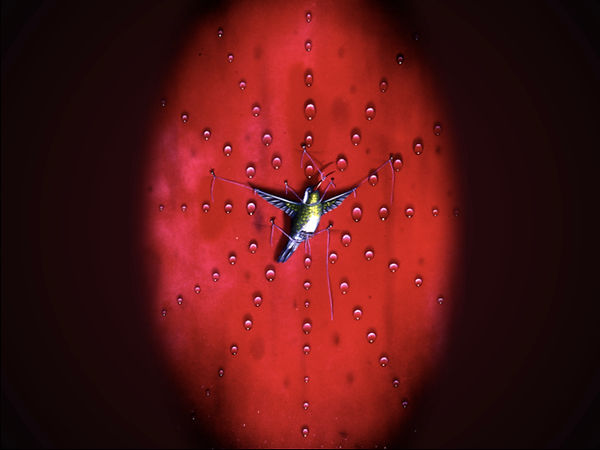C06_Sorrow of Water_humming bird_ Sequen