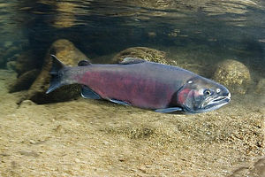 750x500-coho-salmon coho noaa.jpg