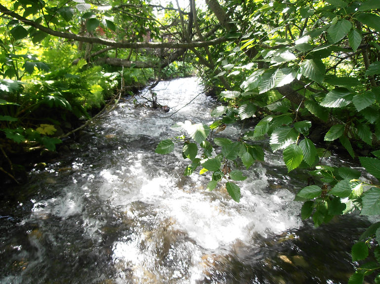 Meadow downstream.jpg