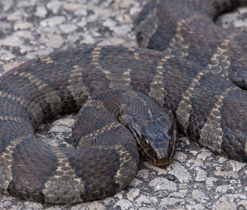 Member Event: Emerging Infectious Diseases in Reptiles & Amphibians. Dr. Emily Velez