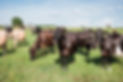 Copy of workingcowspix2.jpg