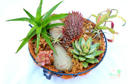 cacti and air plant baskets R 250