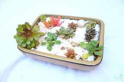 succulent and cacti garden