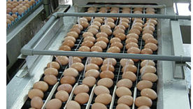 I giapponesi e le uova